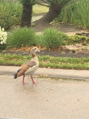 Alopochen aegyptiaca