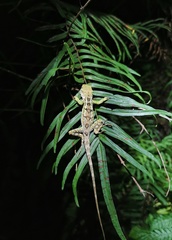 Diploderma slowinskii