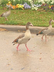 Alopochen aegyptiaca