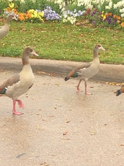 Alopochen aegyptiaca