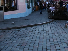 Columba livia domestica