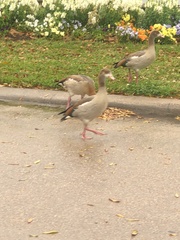 Alopochen aegyptiaca