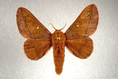 Anisota fuscosa
