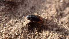 Chilothorax distinctus