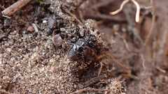 Chilothorax distinctus