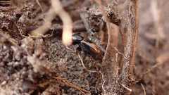 Chilothorax distinctus