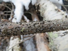 Tryblidiopsis pinastri