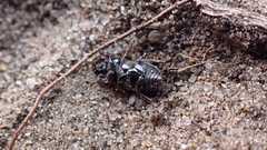 Chilothorax distinctus