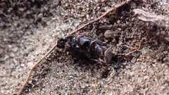 Chilothorax distinctus