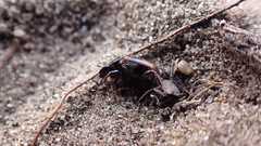 Chilothorax distinctus