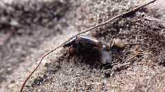 Chilothorax distinctus