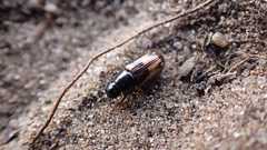 Chilothorax distinctus