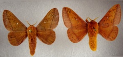 Anisota fuscosa