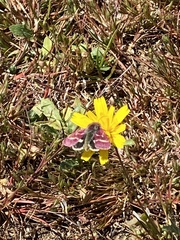 Schinia pulchripennis