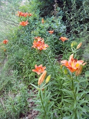 Lilium bulbiferum
