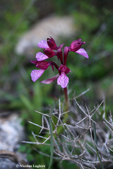 Anacamptis papilionacea aegaea