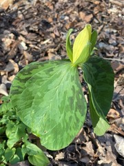 Trillium luteum