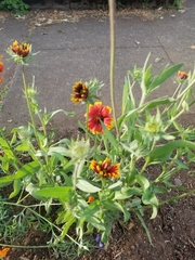 Gaillardia × grandiflora