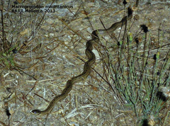 Macroprotodon mauritanicus