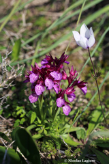 Anacamptis papilionacea aegaea