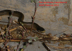 Macroprotodon mauritanicus