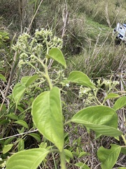 Heliotropium verdcourtii