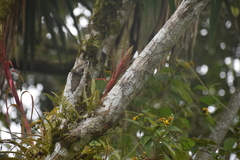 Tillandsia belloensis