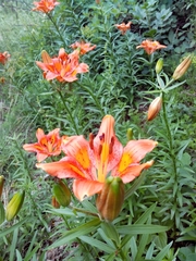 Lilium bulbiferum