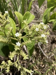 Heliotropium verdcourtii