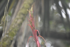 Tillandsia belloensis