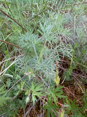 Artemisia alba