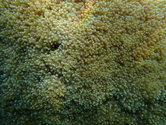 Physogyra lichtensteini