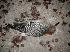 Melanerpes aurifrons