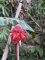 Etlingera elatior