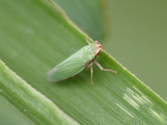 Draeculacephala soluta