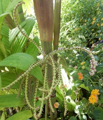 Pinanga caesia