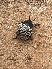 Doryphora