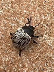 Doryphora
