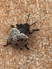 Doryphora