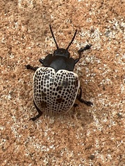 Doryphora