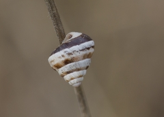 Cochlicella conoidea