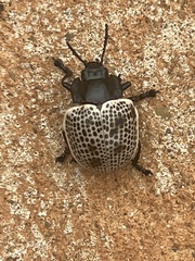 Doryphora
