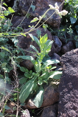Nicotiana obtusifolia