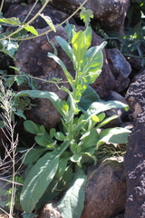 Nicotiana obtusifolia