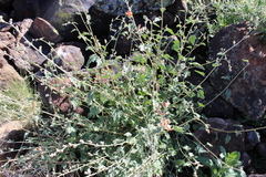 Sphaeralcea ambigua