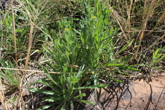 Amsinckia menziesii
