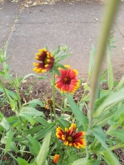 Gaillardia × grandiflora