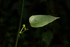 Adenia bequaertii
