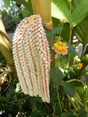 Pinanga caesia