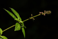 Lysimachia ruhmeriana